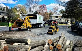 Best Storm Damage Tree Cleanup  in New Baltimore, VA