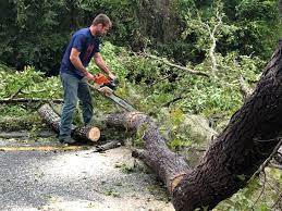 How Our Tree Care Process Works  in  New Baltimore, VA