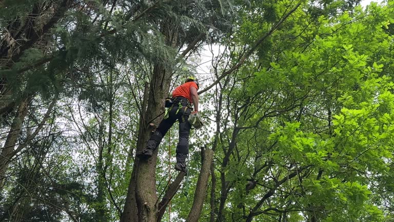 Best Stump Grinding and Removal  in New Baltimore, VA