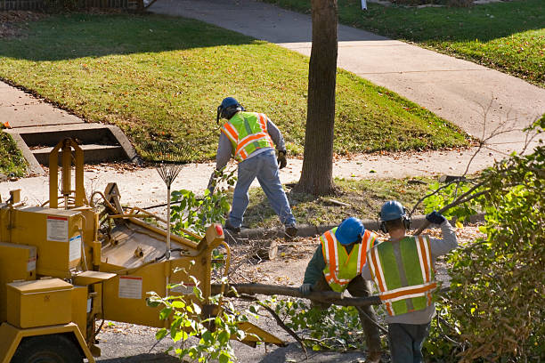 Professional Tree Removal in New Baltimore, VA