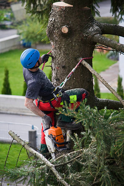 Best Tree Disease Treatment  in New Baltimore, VA