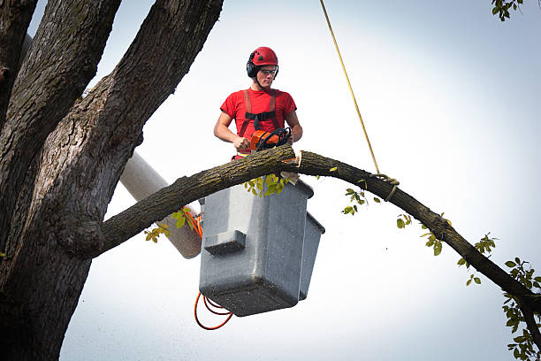 Best Hazardous Tree Removal  in New Baltimore, VA